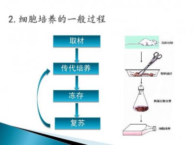 ​细胞培养全流程（细胞培养之新手必看）