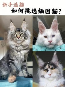 ​九大常见猫咪品种你喜欢哪个（最可爱的8个品种的猫咪）