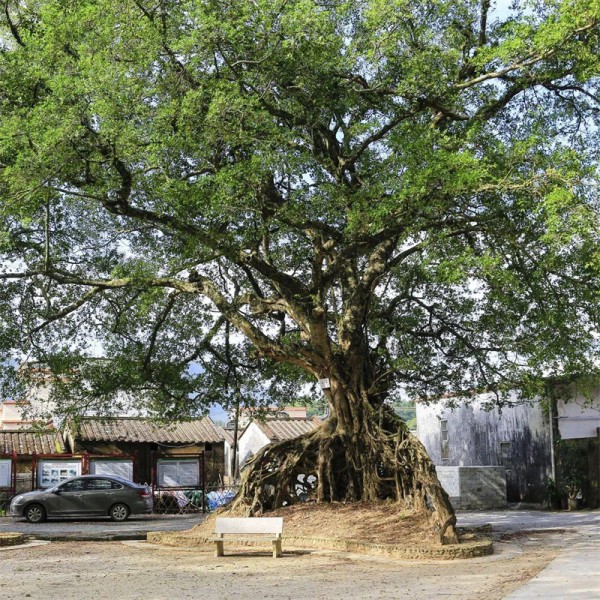 珠三角是指哪几个城市(珠三角三大核心城市)