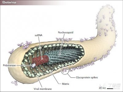 ​埃专拉为什么这样恐惧 感受后会何如？