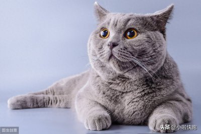 ​养猫的你知道吗？猫可以吃的45种食物和不能吃的20种食物