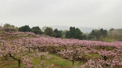 ​成都龙泉桃花开始进入盛花期，避免拥堵看过来