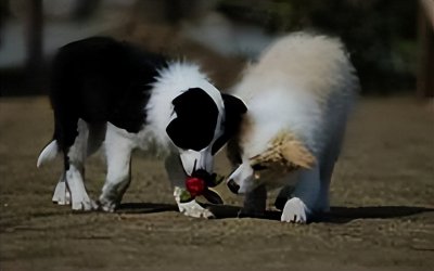 ​你们认识边境牧羊犬吗