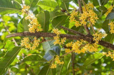 ​桂花树的产地哪里最正宗 深秋5个赏桂花的好地方，杭州、南京上榜，最后2个少有