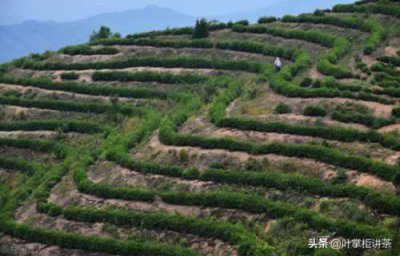 ​信阳毛尖是什么茶（信阳毛尖是什么茶？怎么冲泡如何选购和辨别好坏）