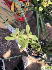 ​兰花不开花的原因及怎样开花（兰花不开花的原因及怎样开花兰花有公母吗）