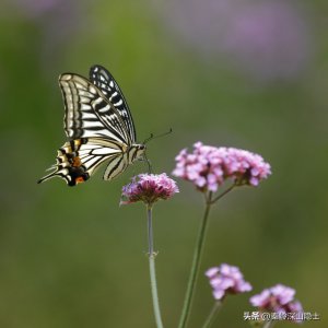 ​家里的飞蛾怎么能灭掉（家里飞蛾怎么除掉）