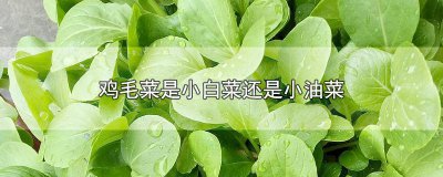 ​鸡毛菜和小油菜的区别图片 鸡毛菜就是小白菜吗?