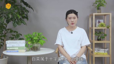 ​白菜是什么科什么属 白菜的属科