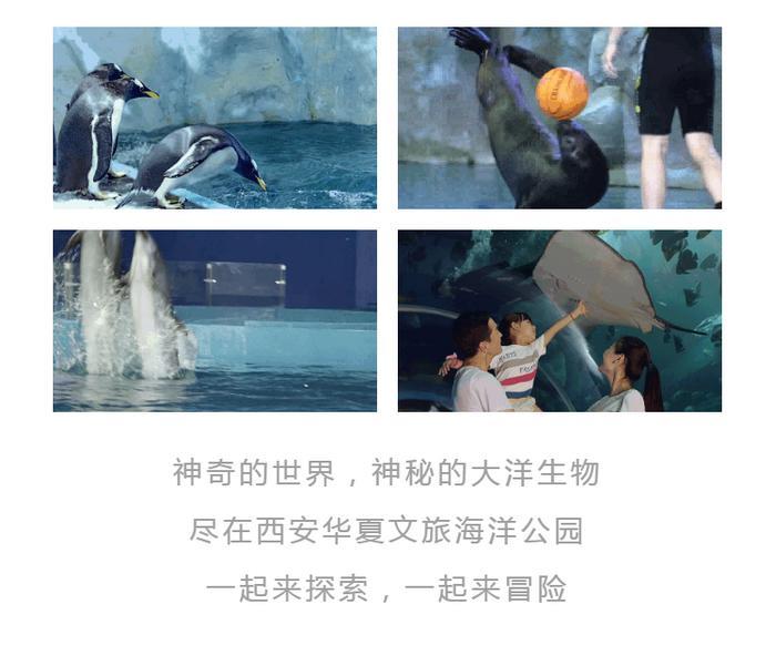 西安海洋馆怎么走，探索神秘的大洋生物，到西安华夏文旅海洋公园