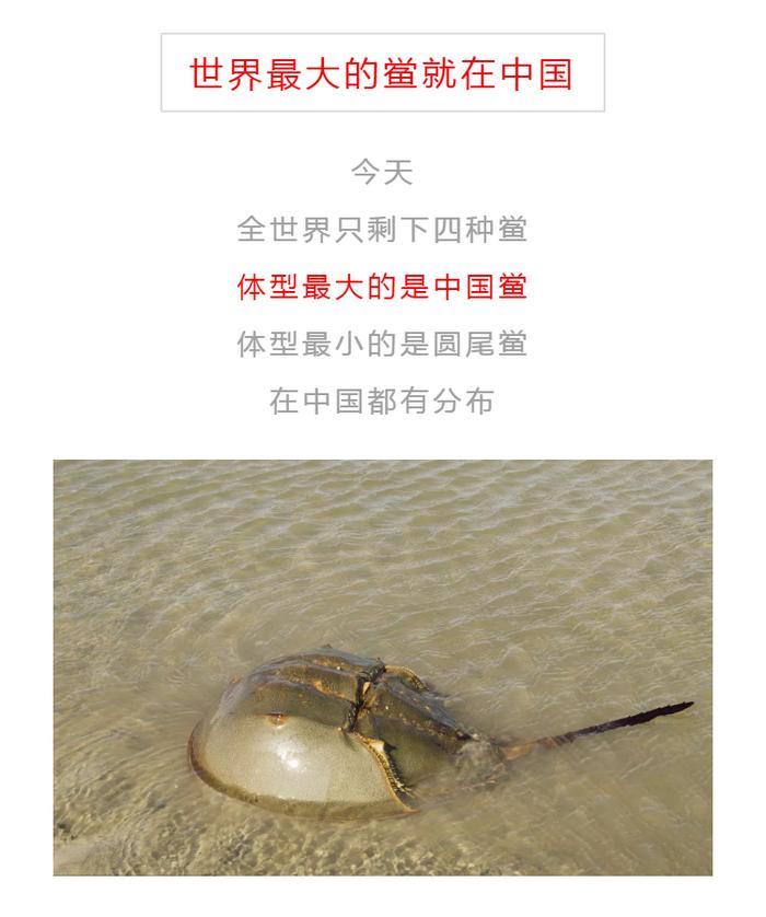 西安海洋馆怎么走，探索神秘的大洋生物，到西安华夏文旅海洋公园