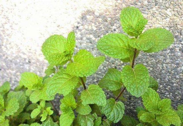 河南有一种特色菜，长得像薄荷，吃起来香喷喷，人称“留兰香”