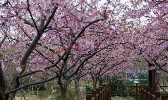 北京市农林科学研究院“樱花基地”, 堪比苏州大园林