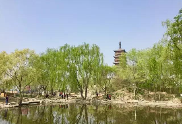 北京市农林科学研究院“樱花基地”, 堪比苏州大园林