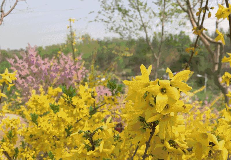 北京市农林科学研究院“樱花基地”, 堪比苏州大园林