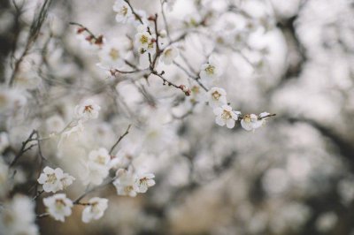 ​人生似水岂无涯,浮云吹作雪,世味煮成茶。——白落梅《临江仙》