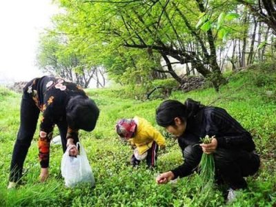 ​周末挖野菜，这四种“有毒”，采挖时要注意，千万不要误食！