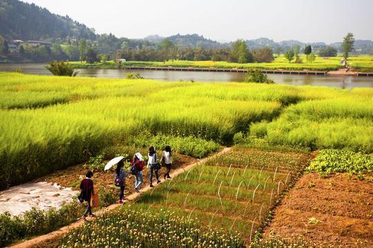 太极老祖陈抟故里 万亩油菜花之乡