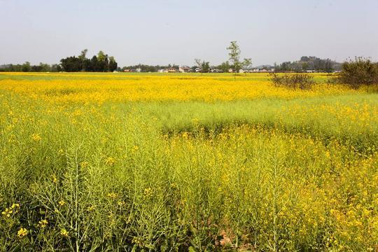 太极老祖陈抟故里 万亩油菜花之乡