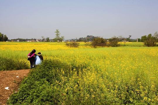 太极老祖陈抟故里 万亩油菜花之乡