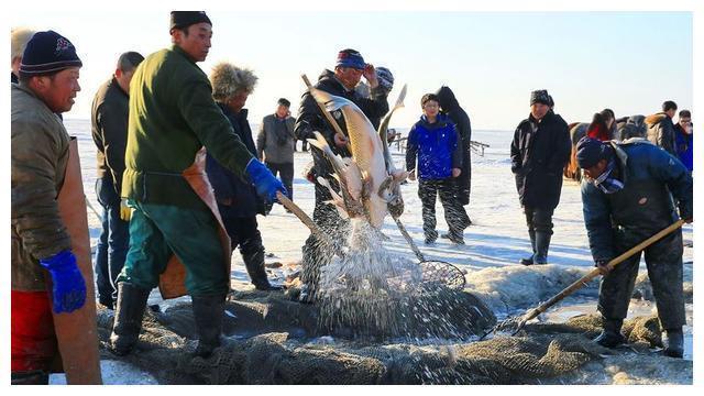 著名的查干湖冬捕，为啥每次都能捞上这么多的鱼？真相让人不齿