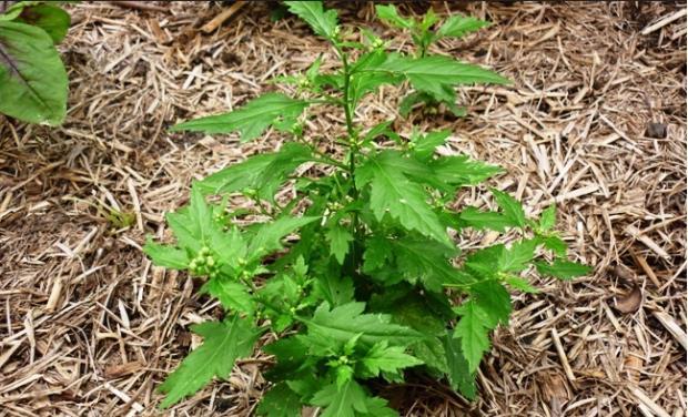 荒野维生野菜系列——菊花脑