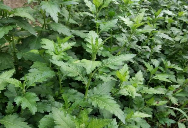 荒野维生野菜系列——菊花脑