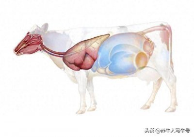 ​你了解牛吗？牛的身体结构及器官的功能和作用