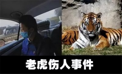 ​17年宁波动物园老虎咬人事件：老虎被击毙，为何有人为老虎喊冤？