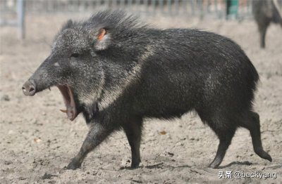 ​吃仙人掌的“野猪”—草原西貒