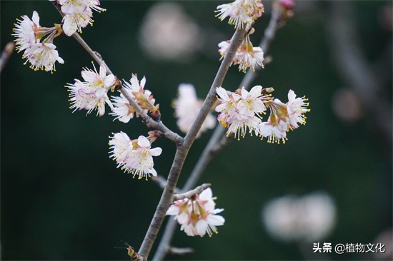 樱花就是樱桃的花吗