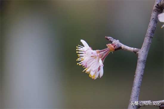 樱花就是樱桃的花吗