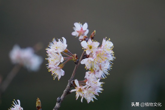 樱花就是樱桃的花吗