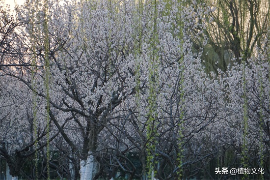 樱花就是樱桃的花吗