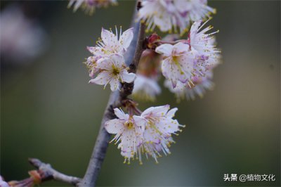 ​樱花就是樱桃的花吗