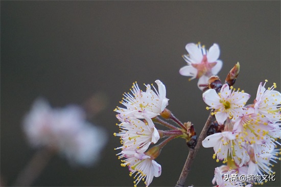 樱花就是樱桃的花吗