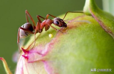 ​《昆虫记》精彩片段摘抄 （下）