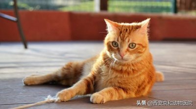 ​初次养猫的人适合养哪种猫？