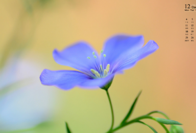 ​虎年春节给领导祝福语 2024虎年春节祝福语说说